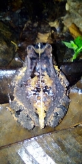 Sclerophrys camerunensis