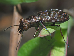 Elaphrus cupreus