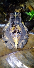 Sclerophrys camerunensis
