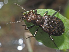 Elaphrus cupreus