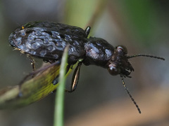 Elaphrus cupreus