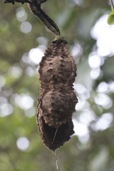 Mucuna urens