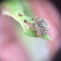 Acanthoscelidius acephalus