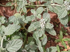 Heliotropium supinum