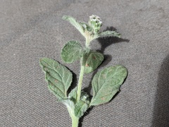 Heliotropium supinum