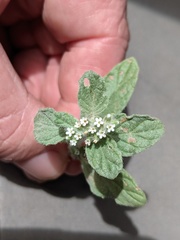 Heliotropium supinum