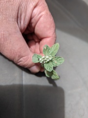 Heliotropium supinum