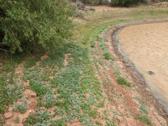 Heliotropium supinum