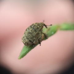 Acanthoscelidius acephalus