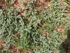 Heliotropium supinum