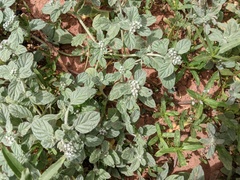 Heliotropium supinum