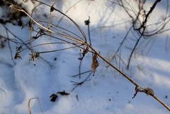 Picris japonica kamtschatica