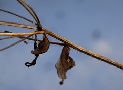 Picris japonica kamtschatica