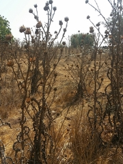 Onopordum cynarocephalum