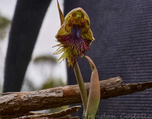 Image of Calochilus herbaceus by (c) Brendan Costello, some rights reserved (CC BY)