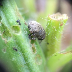 Acanthoscelidius acephalus