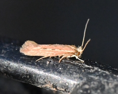 Ypsolopha sp-sw
