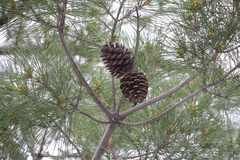 Pinus brutia