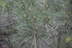 Pinus brutia