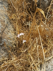 Dianthus strictus