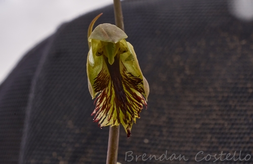 Image of Calochilus herbaceus by (c) Brendan Costello, some rights reserved (CC BY)