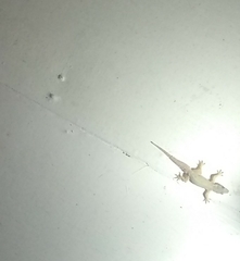 Hemidactylus platyurus