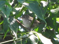 Troglodytes aedon aedon