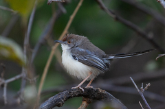 Prinia rufifrons