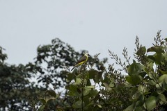 Myiozetetes cayanensis