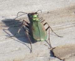 Cicindela purpurea