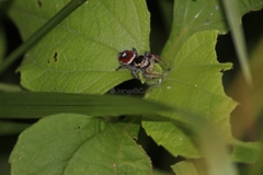Phidippus mystaceus