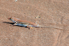 Meroles cuneirostris