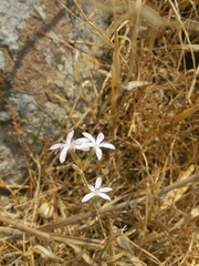 Dianthus strictus