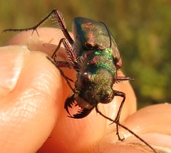 Cicindela purpurea