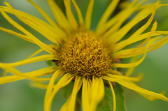 Inula helenium