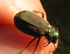 Cicindela purpurea