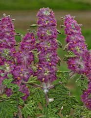 Lagopsis darwiniana