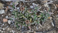 Ruschia cymbifolia