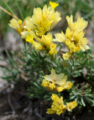 Limonium chrysocomum