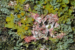 Marchandiomyces corallinus