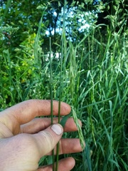 Bromus sitchensis