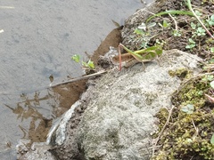 Gastrimargus marmoratus