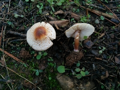 Lepiota lilacea