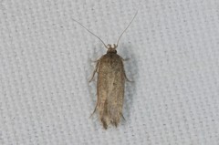 Bryotropha terrella