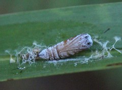 Phalacra vidhisara