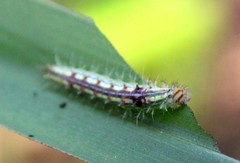 Phalacra vidhisara
