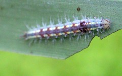 Phalacra vidhisara