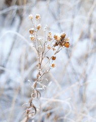 Achillea alpina camtschatica