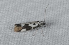 Ethmia quadrillella