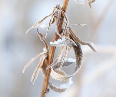Achillea alpina camtschatica